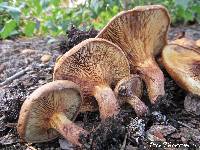 Paxillus involutus image