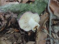 Russula cyanoxantha image