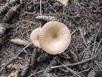 Clitocybe costata image