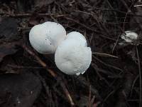 Hygrocybe angustifolia image