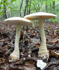 Amanita subcokeri image