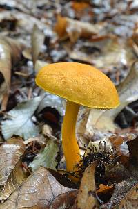 Aureoboletus auriflammeus image