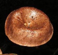 Lentinus velutinus image