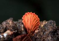 Crepidotus cinnabarinus image