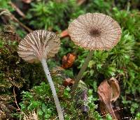 Entoloma watsonii image