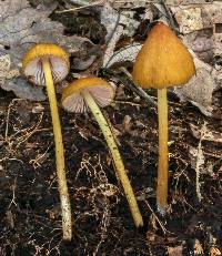 Entoloma luteum image