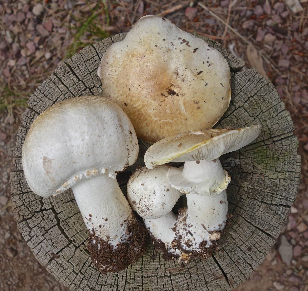 Agaricus didymus image