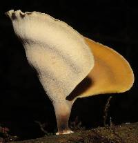 Polyporus leprieurii image