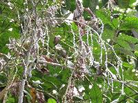 Brunneocorticium corynecarpon image