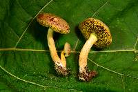 Aureoboletus auriporus image