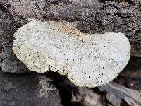 Trametes lactinea image