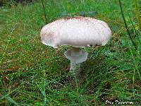 Agaricus subrufescens image