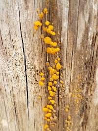 Dacrymyces capitatus image