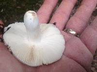 Russula parvovirescens image