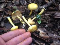 Pulveroboletus curtisii image