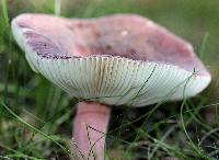 Russula mariae image