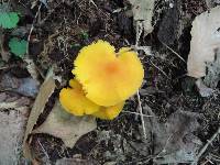 Humidicutis marginata image