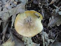 Tricholoma palustre image