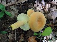 Lactifluus hygrophoroides image