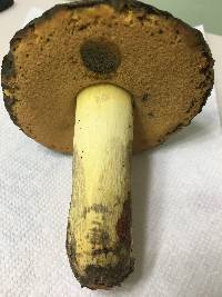 Boletus subluridellus image