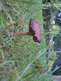 Cortinarius rubellus image