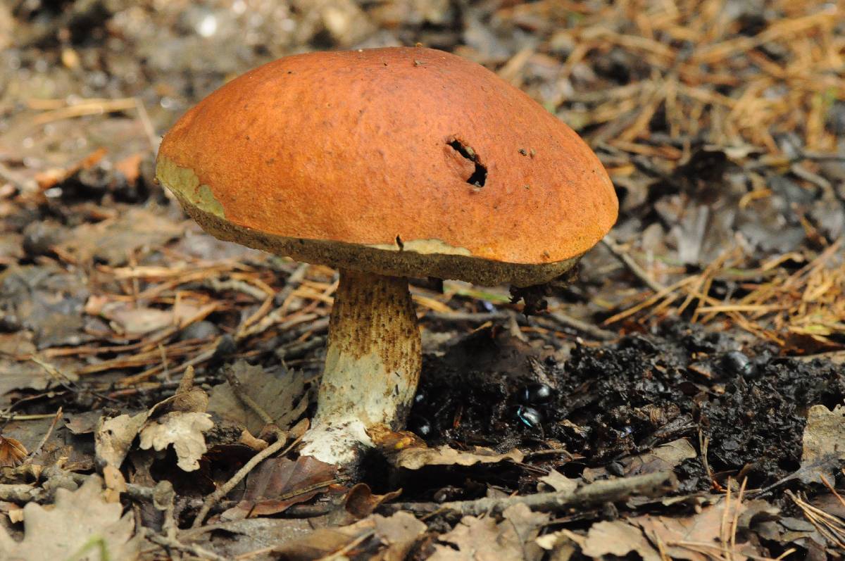 Leccinum piceinum image