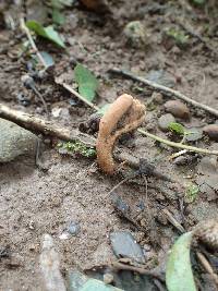 Ophiocordyceps sobolifera image