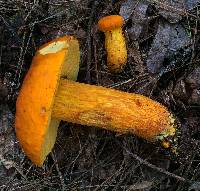 Boletus aurantiosplendens image