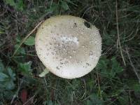 Amanita crenulata image