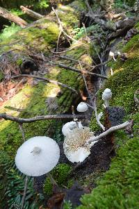 Leucocoprinus cepistipes image