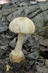 Amanita daucipes image