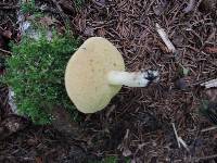 Suillus brevipes image