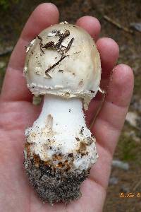 Amanita canescens image