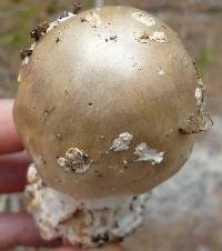 Amanita canescens image