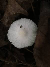 Leucocoprinus fragilissimus image