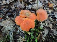 Hygrocybe marchii image