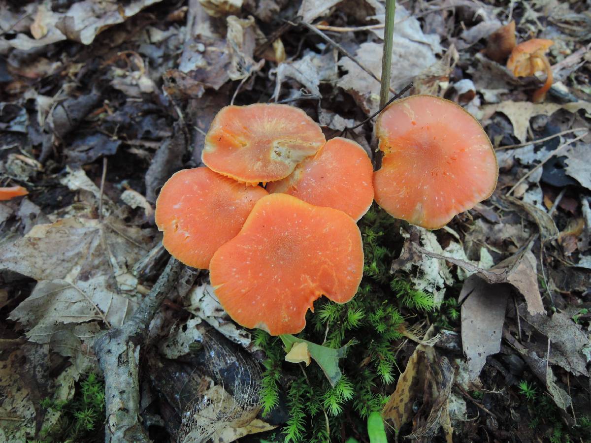 Hygrocybe marchii image