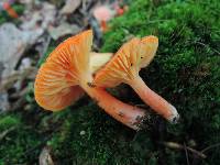 Hygrocybe marchii image