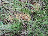 Ramaria formosa image