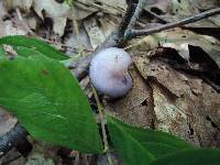 Cortinarius iodes image