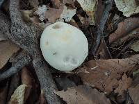 Russula parvovirescens image