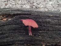 Cortinarius marylandensis image