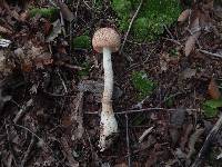 Amanita daucipes image