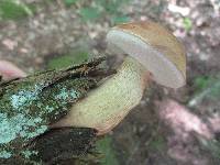 Tylopilus felleus image