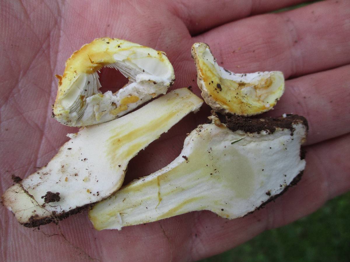 Amanita limbatula image