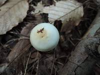 Hygrophorus discoxanthus image