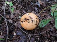 Russula paludosa image