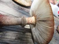 Amanita amerirubescens image