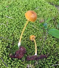 Entoloma unicolor image