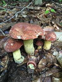 Boletus subluridellus image